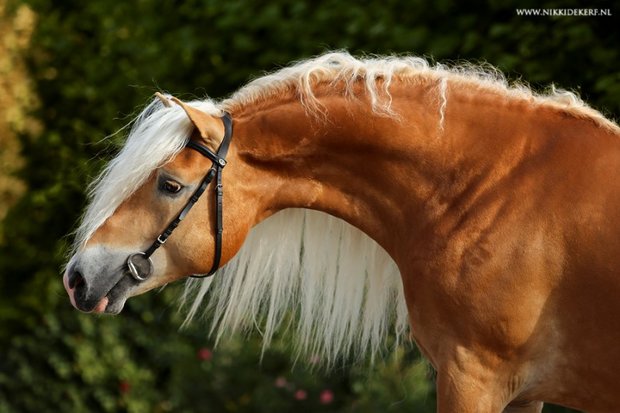 Haflinger dekhengst Woody van Seadrift liz. 509/nl