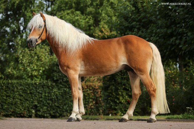 Haflinger dekhengst Liz.  491/T Abitte