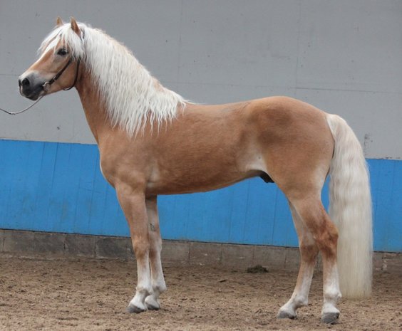 Haflinger liz. Abitte - Haflinger stal de Achterduijst