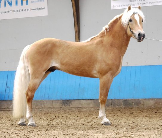 Haflinger dekhengst Liz.  491/T Abitte