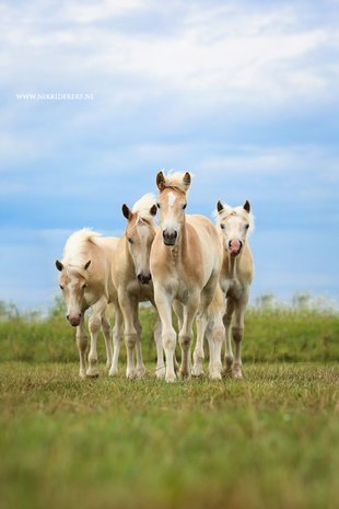 Hoe kies ik een haflinger hengst uit voor mijn haflinger merrie!