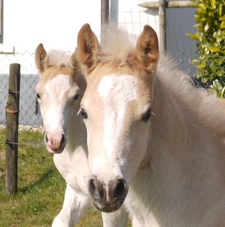 Hoe kies ik een haflinger hengst uit voor mijn haflinger merrie!