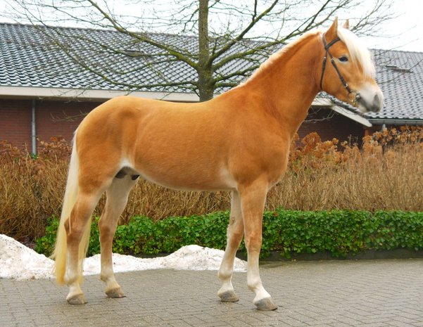 Haflinger Dekhengst Starkey van Seadrift