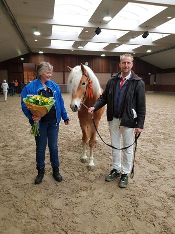 Haflinger Dekhengst Starkey van Seadrift