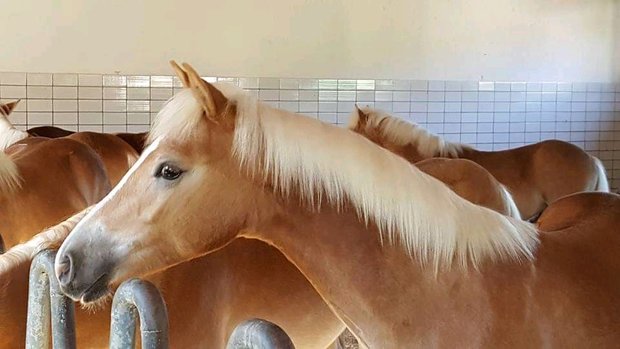 Haflinger dekhengst Liz Morgenstern 566/T