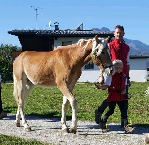 Haflinger dekhengst Liz Morgenstern 566/T