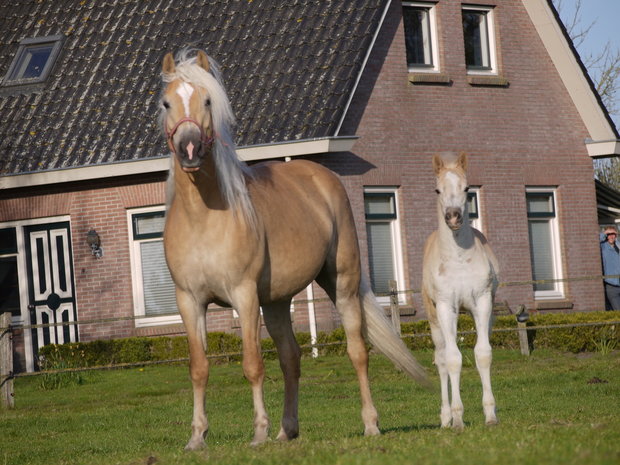 Warstein en Celina