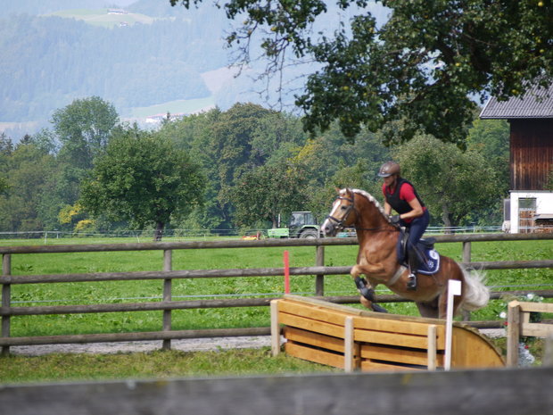 Haflinger dekhengst Liz Morgenstern 566/T