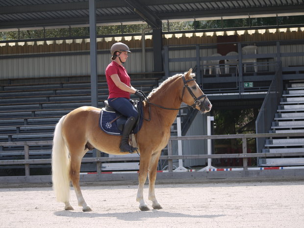 Haflinger dekhengst Liz Morgenstern 566/T