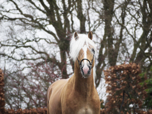 Haflinger dekhengst Liz Morgenstern 566/T