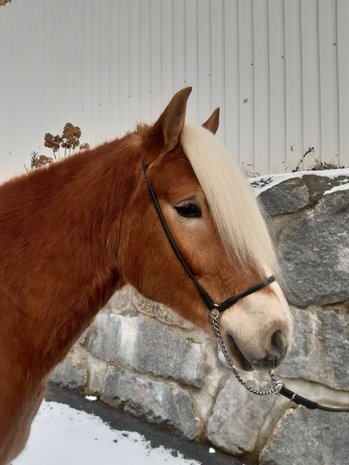 Haflinger dekhengst Liz Starkmann 576/T