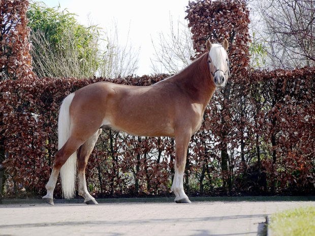 Haflinger dekhengst Liz Starkmann 576/T