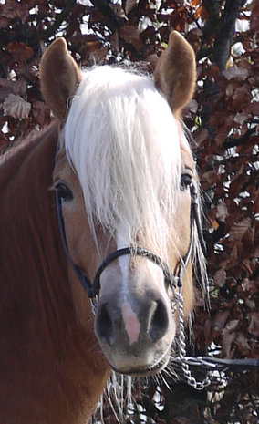 Haflinger dekhengst Liz Starkmann 576/T