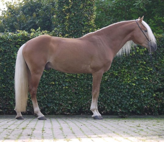 Haflinger dekhengst Liz Starkmann 576/T