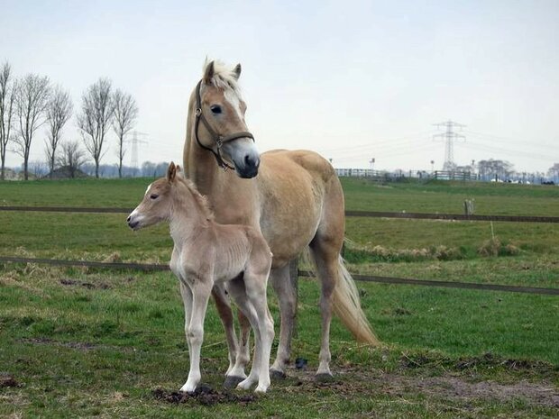 Maleny van de Achterduijst