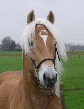 Haflinger dekhengst Liz Andiamo