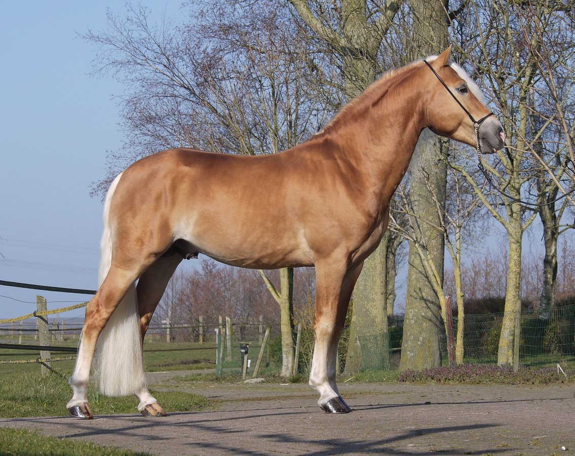 Liz Morgenstern Haflinger dekhengst 566/T Liz-Morgenstern-Haflinger-dekhengst--566-T