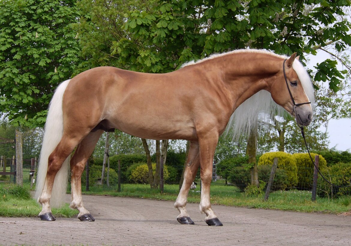 Liz Starkmann Haflinger dekhengst 576/T Liz-Starkmann-Haflinger-dekhengst-576-T