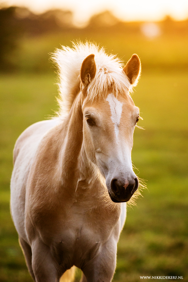 Naar paardencoaching